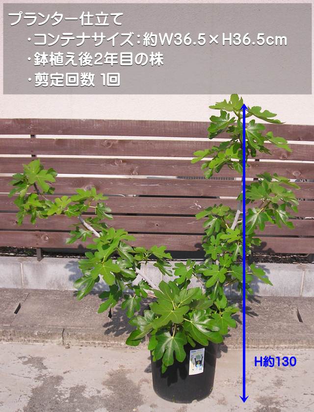 楽天市場】【イチジク属】ゼブラスイート（挿し木苗）5号ポット : 産直