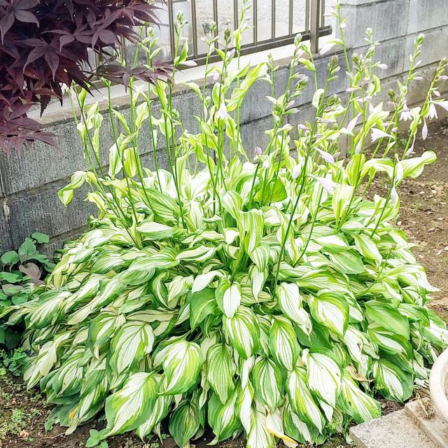 楽天市場】【ギボウシ属】斑入葉ギボウシ（フォスタ）3.5号ポット品種