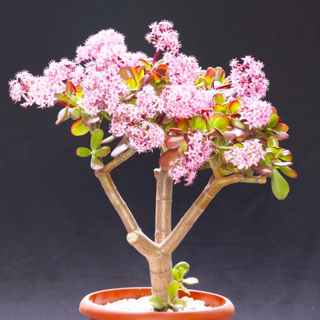 楽天市場】【クラッスラ属】金のなる木桜花月6号プラ鉢ポット(開花