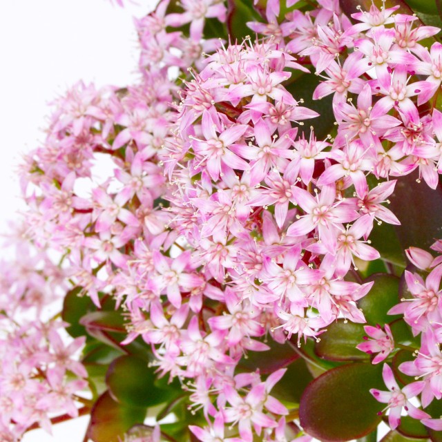 楽天市場】【クラッスラ属】金のなる木桜花月6号プラ鉢ポット(開花