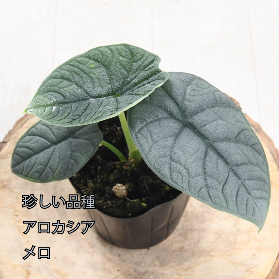 楽天市場】アロカシア メロ ルゴサ 観葉植物 珍しい品種 希少 3号