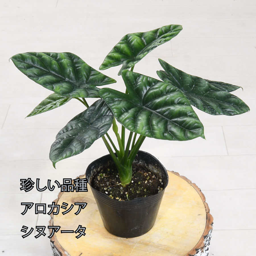 楽天市場】アロカシア シヌアータ 観葉植物 珍しい品種 希少 4号ポット