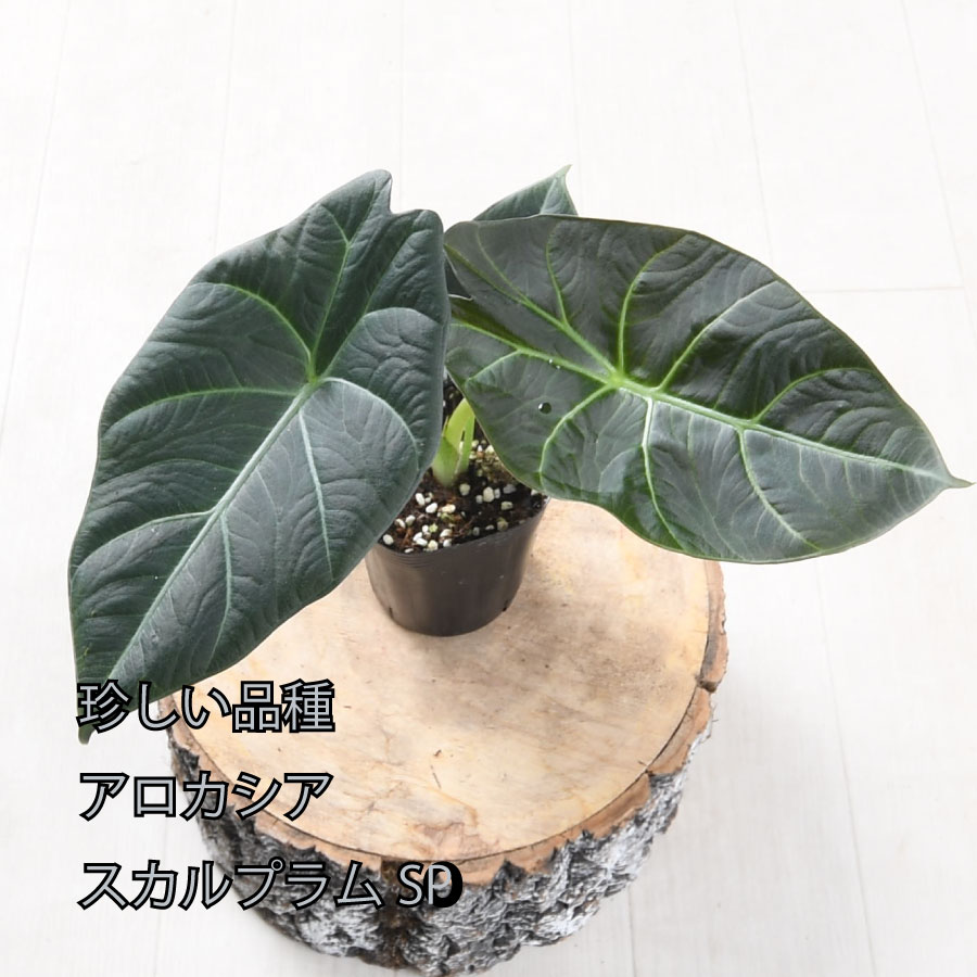 楽天市場】アロカシア スカルプラムSP 観葉植物 珍しい品種 希少 3号