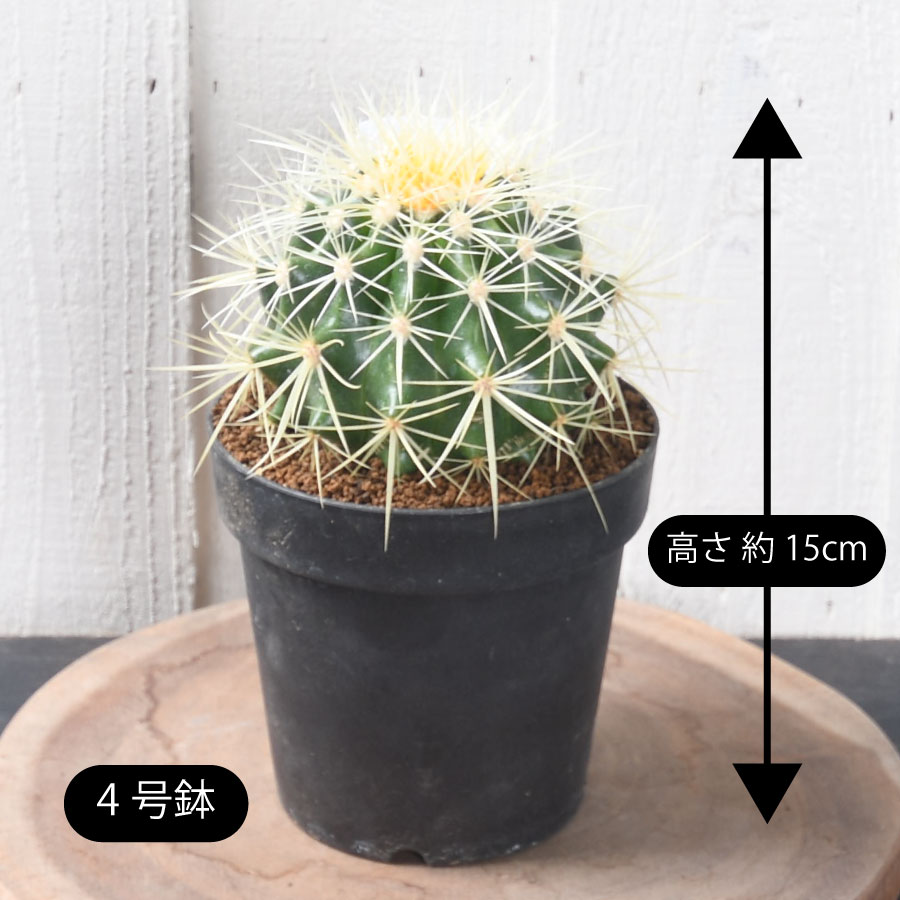 楽天市場】定番の玉サボテン 金鯱 多肉植物 観葉植物 おしゃれ 4号