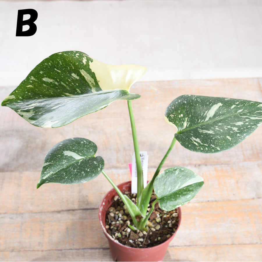 楽天市場】希少 斑入り モンステラ タイコンステレーション 【現品販売