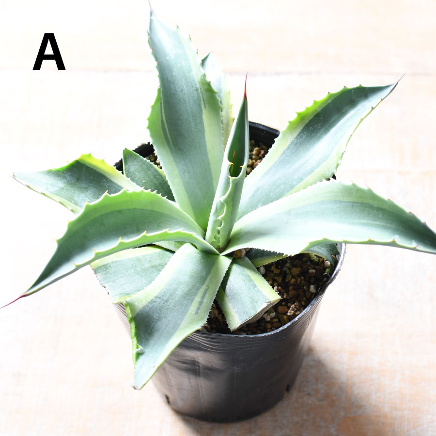 楽天市場】アガベ オバティフォリア オルカ 4号 【選べる現品】 斑入り