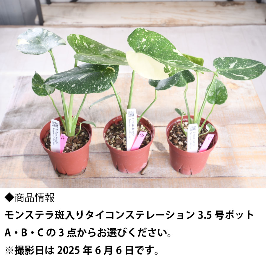 楽天市場】希少 斑入り モンステラ タイコンステレーション 【現品販売