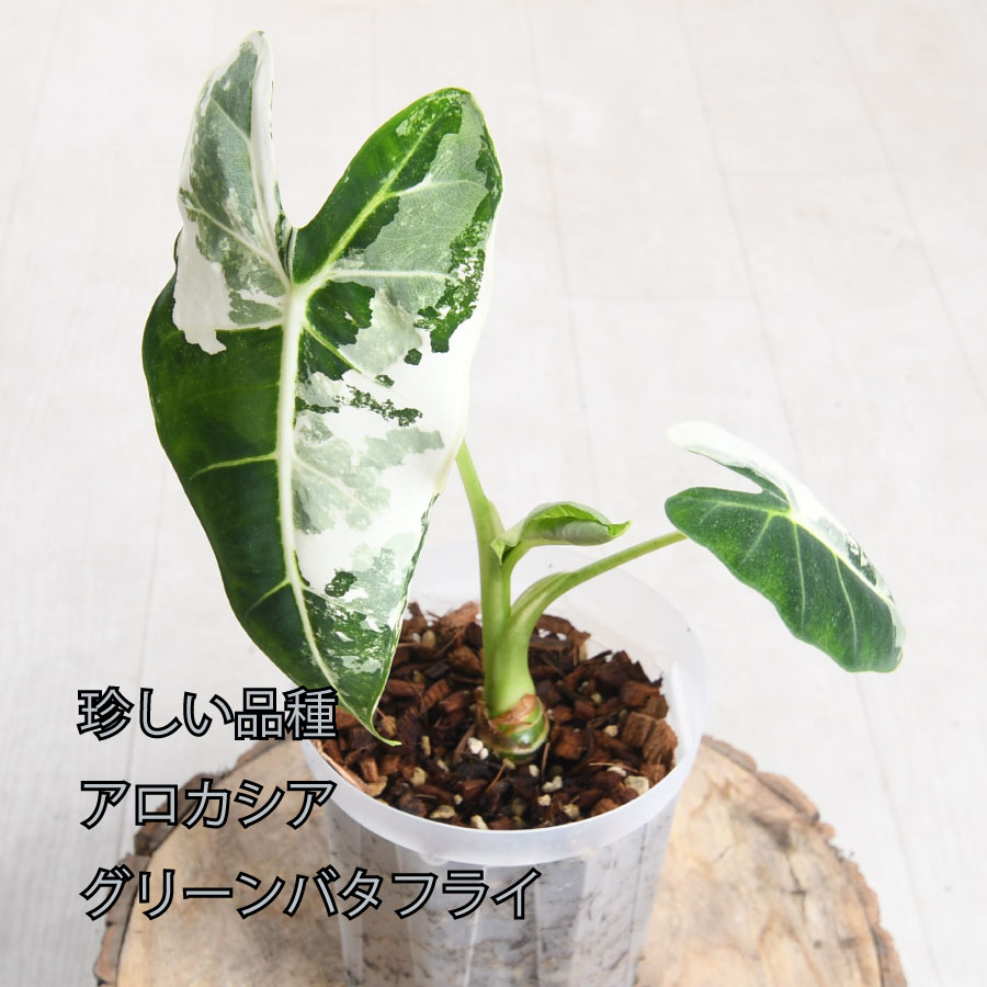 楽天市場】【セール品】アロカシア グリーンバタフライ ねこチップ