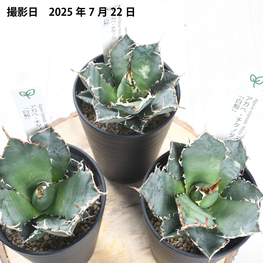 楽天市場】アガベ 白鯨 【訳アリセール品】 チタノタ 3.5号 多肉植物