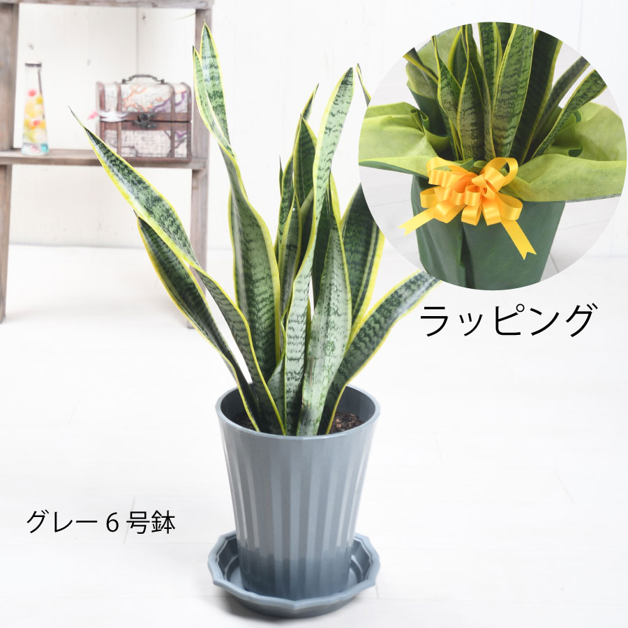 楽天市場】観葉植物 サンスベリア 選べる鉢サイズ5号から7号