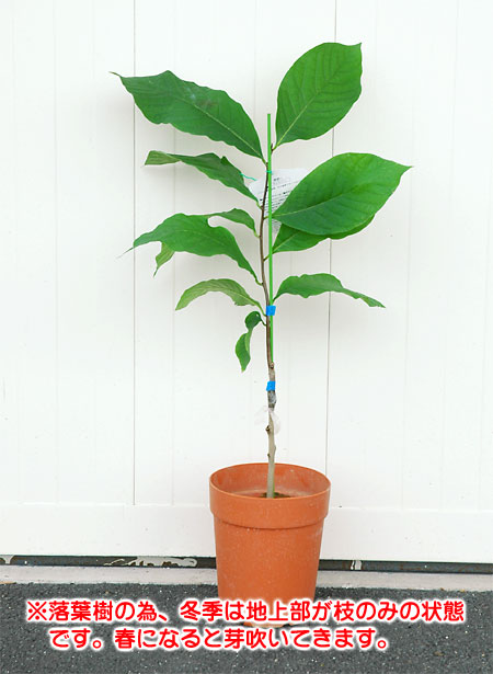 楽天市場】ポポー 苗木 プロリフィック 接木苗 5号鉢 : Fleur Town