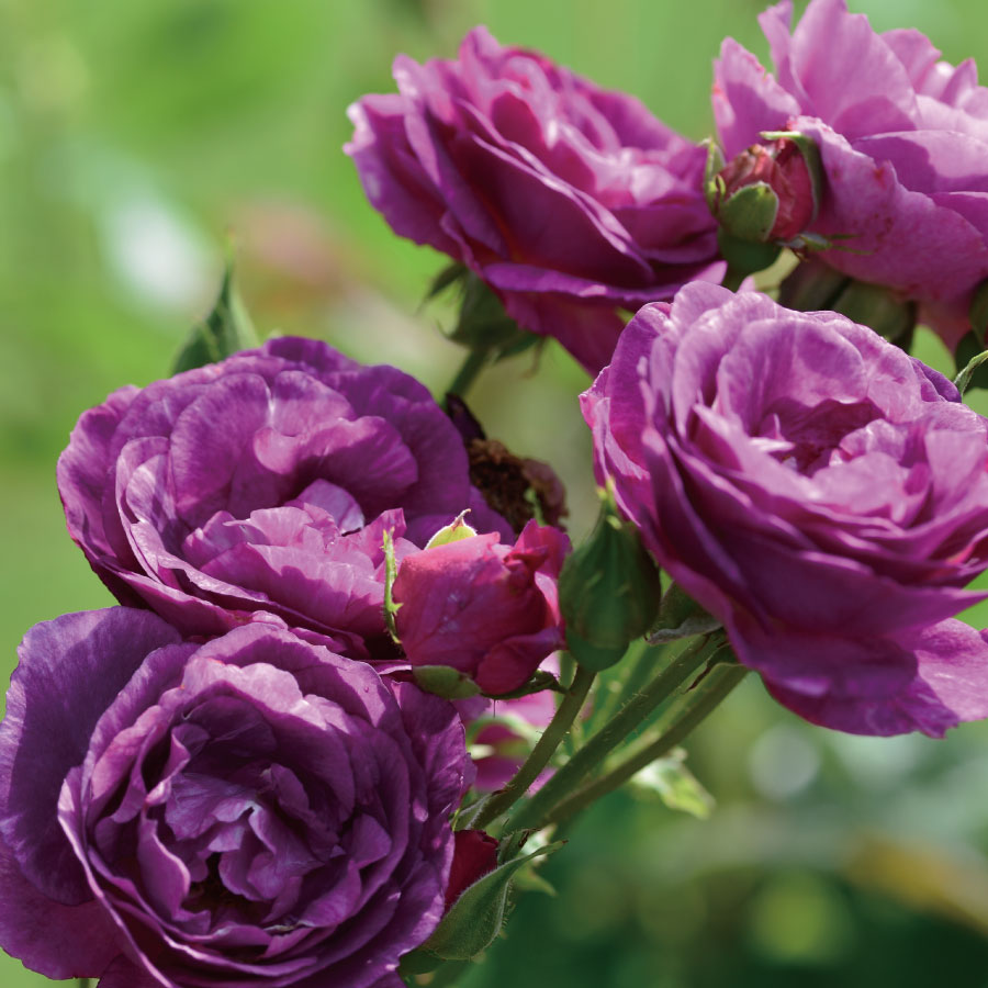 楽天市場】特選 バラ苗 ミステリューズ ドリュ 返り咲き 紫 パープル