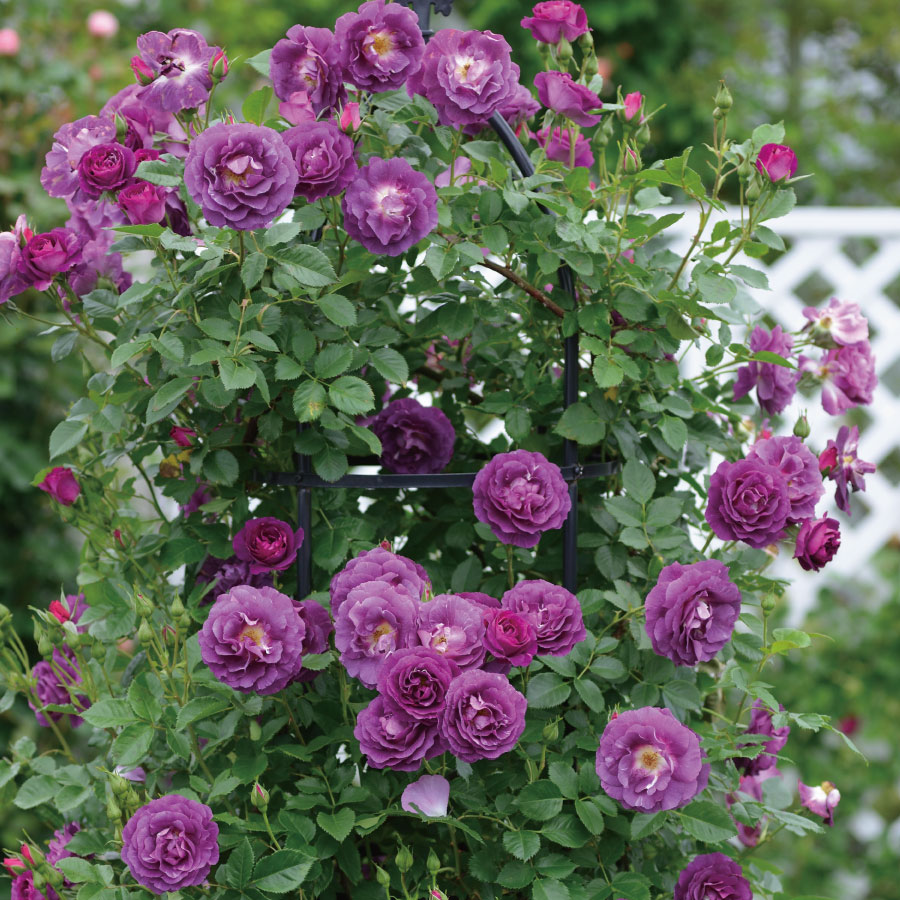 楽天市場】特選 バラ苗 ミステリューズ ドリュ 返り咲き 紫 パープル