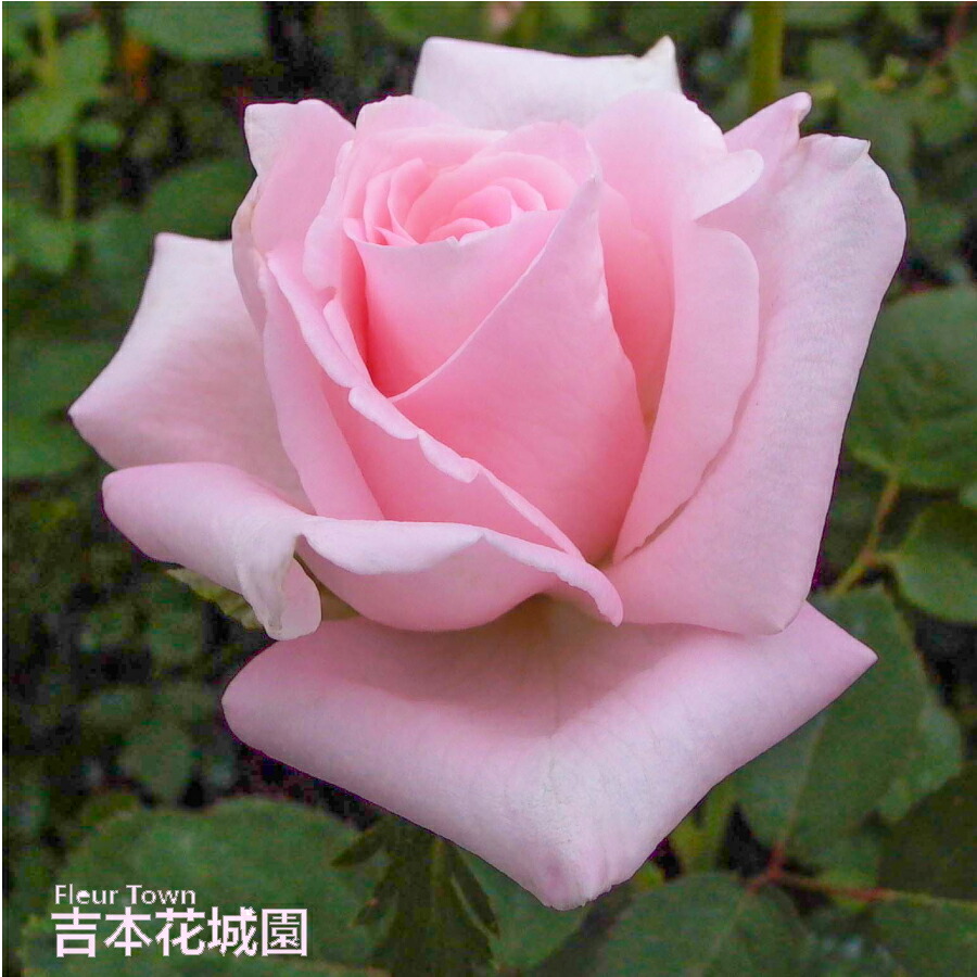 楽天市場】バラ苗 サマーレディ ハイブリッドティー ローズ ピンク系 2