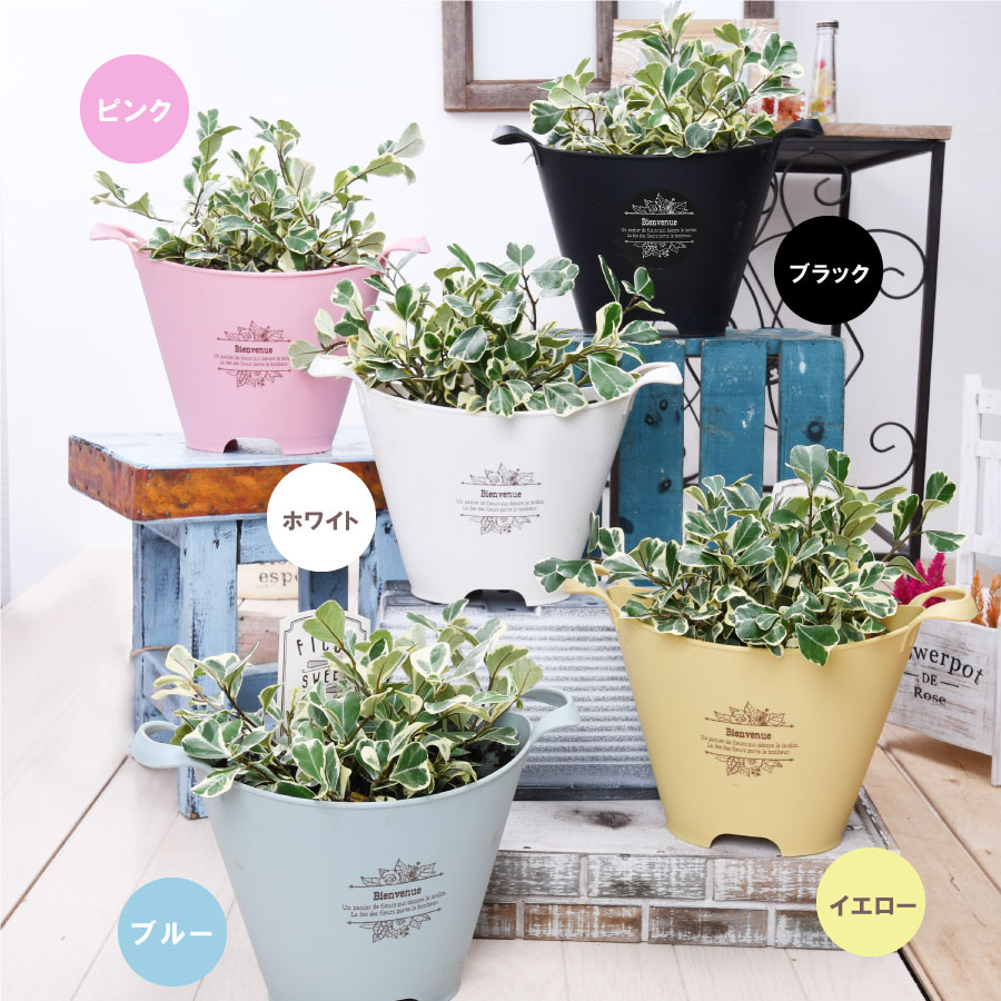 楽天市場】ブーケポット プランター 鉢 選べる5色 寄せ植え用 花苗用