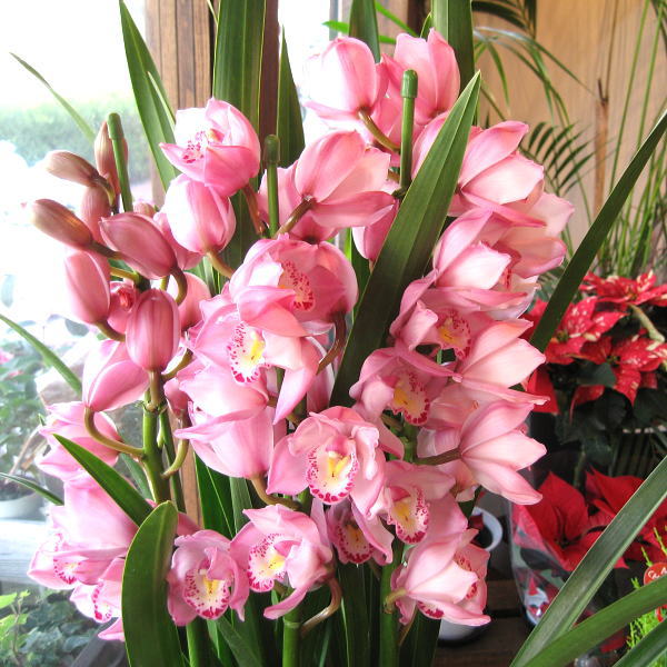 楽天市場】シンビジューム 5本立ち以上 鉢植え 洋蘭 洋ラン 送料無料