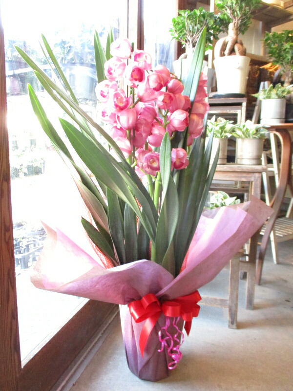 楽天市場】シンビジューム 5本立ち以上 鉢植え 洋蘭 洋ラン 送料無料