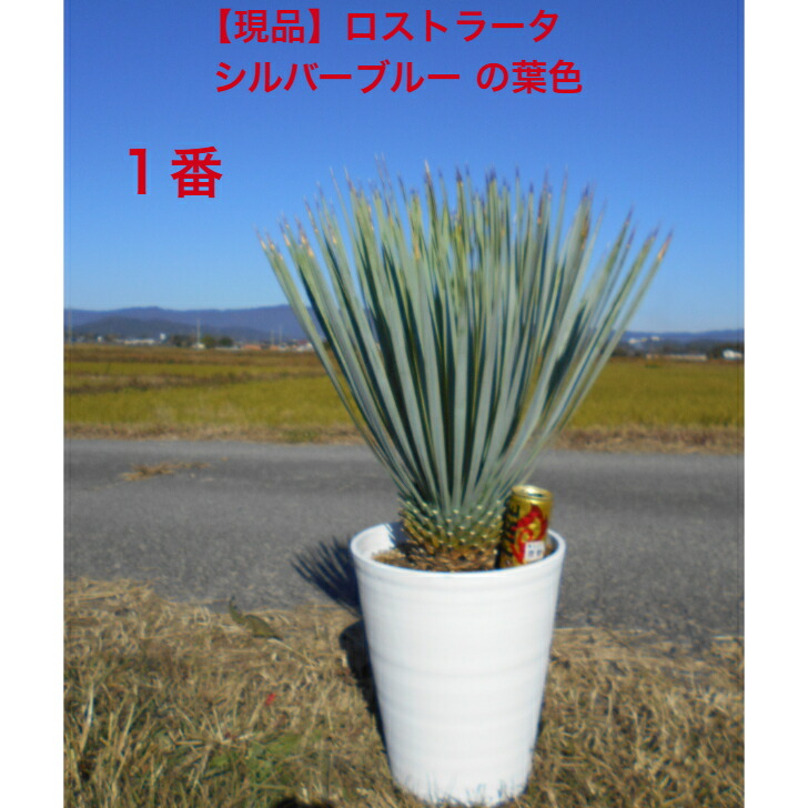 楽天市場】ユッカ ロストラータ（ガーデニング・農業｜花・ガーデン