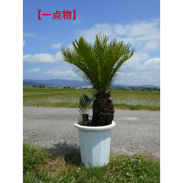 大株主のソテツ 10号プラ鉢(紺色) 高さ(鉢底から1m5cm程) 観葉植物 10