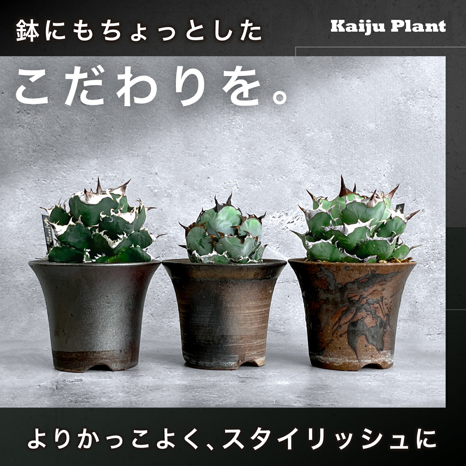 楽天市場】Kaiju Plant 萬古焼 3.5号 陶器鉢 ラッパ アガベ 多肉 塊根