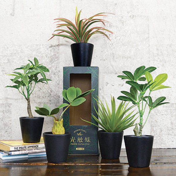楽天市場】フェイクグリーン ブラックポットTS 光触媒 （ 人工観葉植物