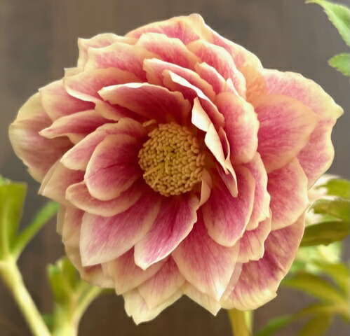 楽天市場】クリスマスローズ 広瀬園芸 ソレイユDD : GardenShop LaCotto