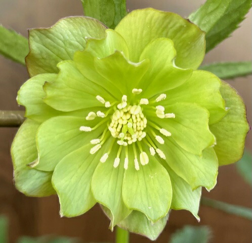 苗 クリスマスローズ 苗 原種」の人気商品一覧 | 安い商品を通販サイト