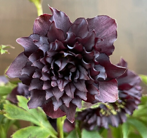 楽天市場】廣瀬園芸の通販