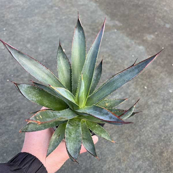 楽天市場】アガベ ブルーグロー お祝 新築祝い 開店祝い 記念樹 ドライ