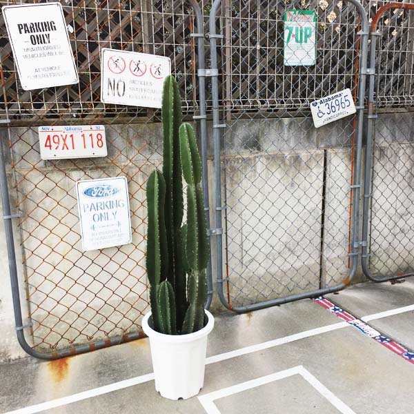 楽天市場】5頭立ち サボテン 柱サボテン 鬼面角 サボテン 多肉植物 尺