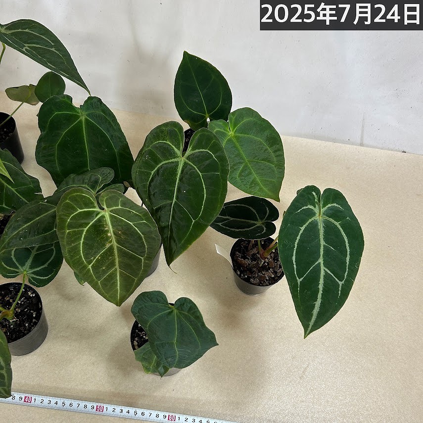 楽天市場】アンスリウム エースオブスペード 3号硬質黒ポット※葉傷み