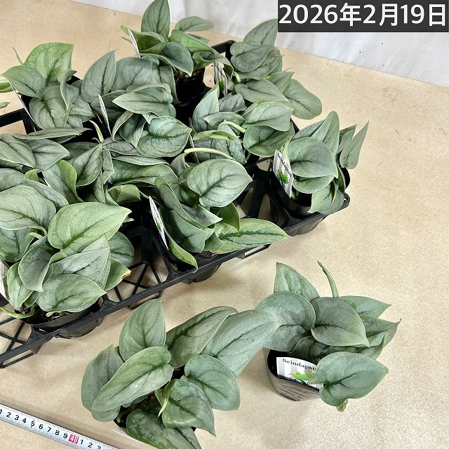 楽天市場】スキンダプサス プラチナム 3号ロングポット 観葉植物 銀葉