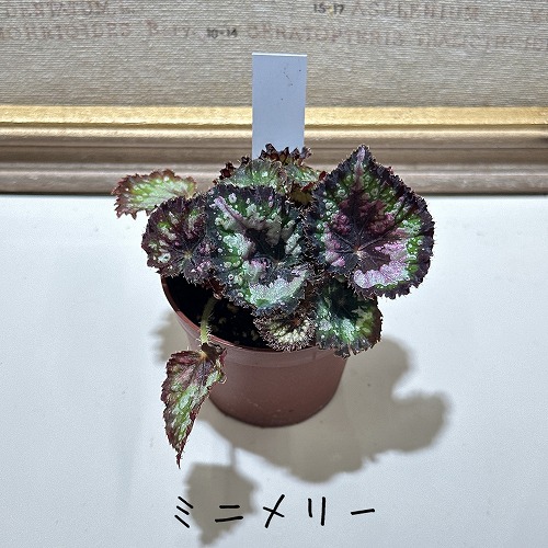 楽天市場】観葉植物 種類選べる！ ベゴニア 2号 インテリア 室内