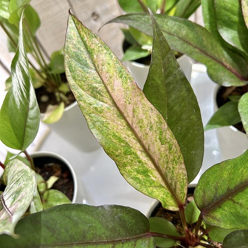 楽天市場】アンスリウム sp. ハイブリッド(斑入り) 4号 タイプA(個体