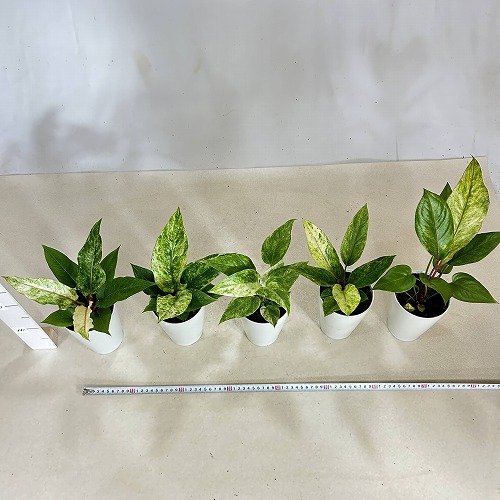 楽天市場】アンスリウム sp. ハイブリッド(斑入り) 4号 タイプB(個体