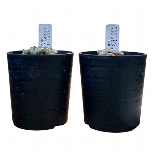 楽天市場】多肉植物 コノフィツム オブコルデルム 実生 2.5号(個体