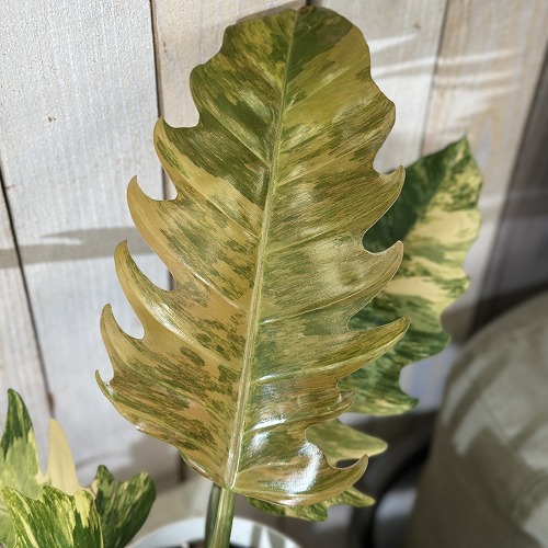 楽天市場】観葉植物 フィロデンドロン キャラメルマーブル 5号