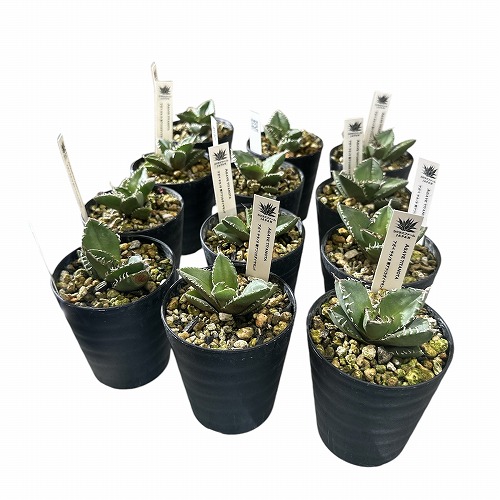 楽天市場】希少! 多肉植物 アガベ チタノタ 南アフリカ ダイヤモンド