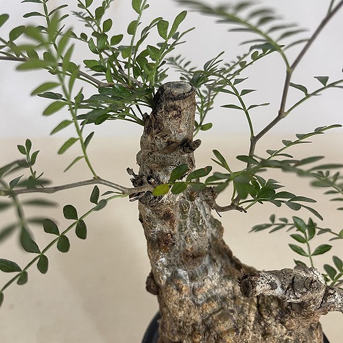 楽天市場】塊根植物 オペルクリカリア パキプス 4.5号ロング黒鉢(現品