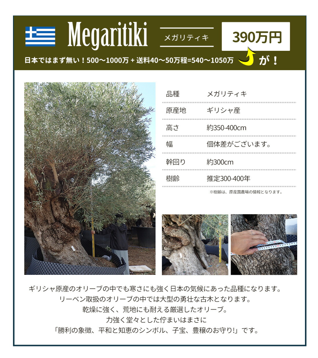 楽天市場】[オリーブ園拡大移転のため格安で！]オリーブの木 古木