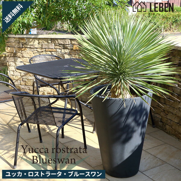 楽天市場】ユッカ【スペイン産 ユッカ ロストラータ ブルースワン