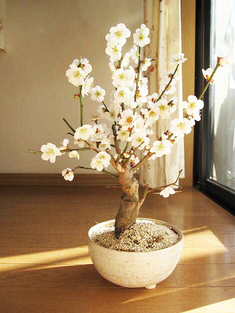 楽天市場】2026年2月頃開花ミニ盆栽梅盆栽白梅八重咲き2月頃開花ま梅