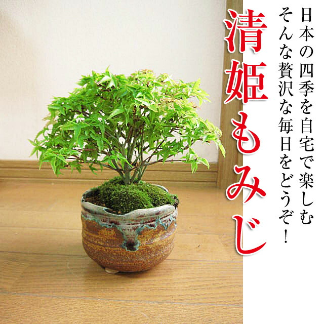 楽天市場】お誕生日の贈り物に もみじ盆栽 贈り物に ミニ盆栽:【清姫