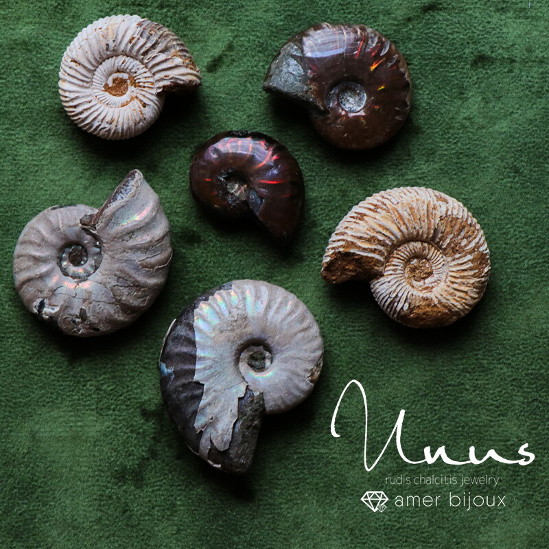 楽天市場】アンモナイト 化石 / レインボーアンモナイト レッド