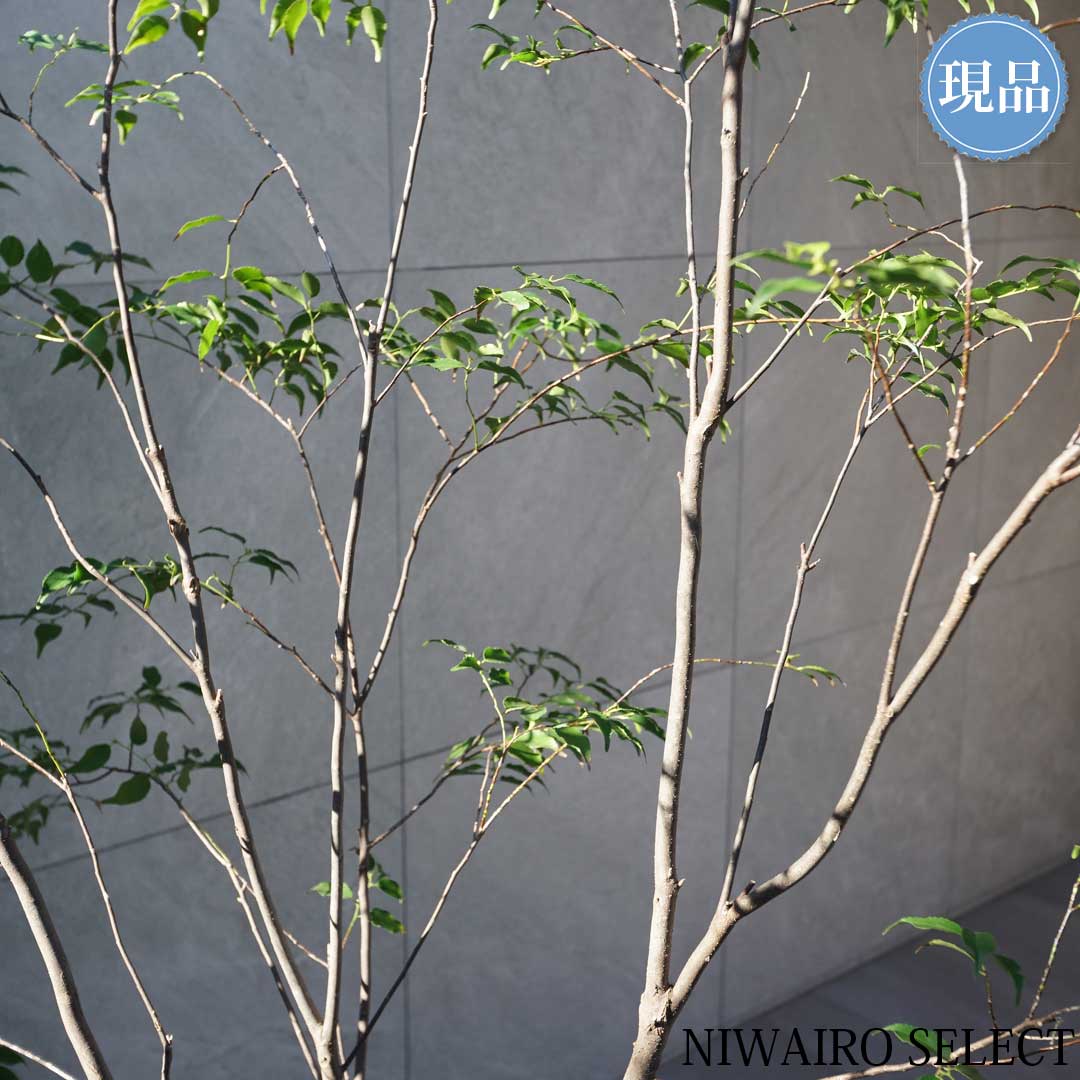 楽天市場】【現品】山採り【ハイノキ】株立ち 自然風樹形 樹高H≒200