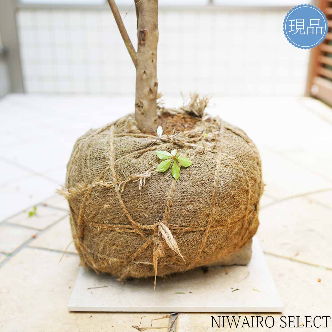 楽天市場】【現品】【紅ドウダンツツジ】 ベニドウダンツツジ 灯台躑躅