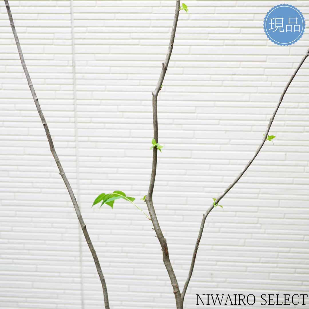 楽天市場】【現品】【ツリバナ】 ニシキギ科 株立ち 自然風樹形 樹高H