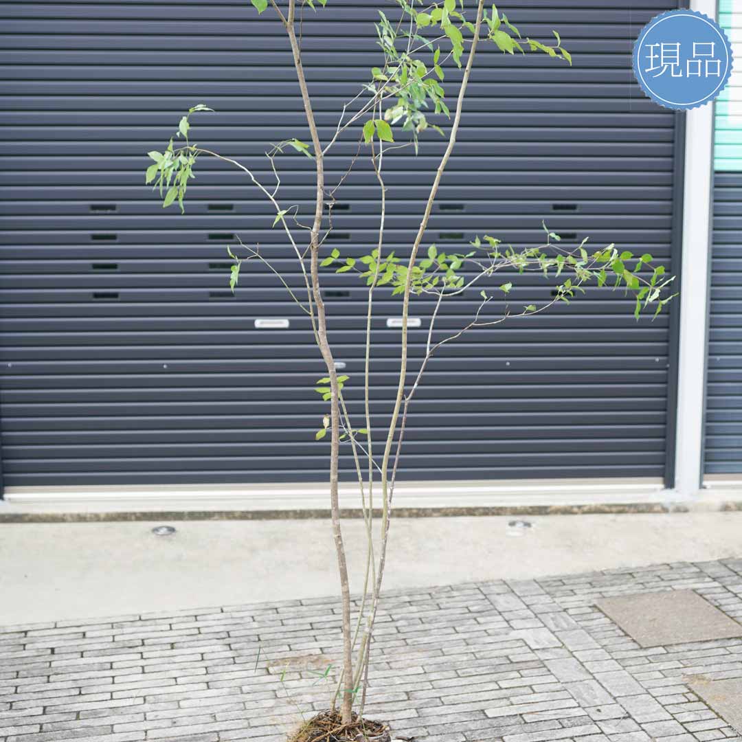 専用 山採り アオダモ コハウチワカエデ 混合株 52アオダモ 専用 山