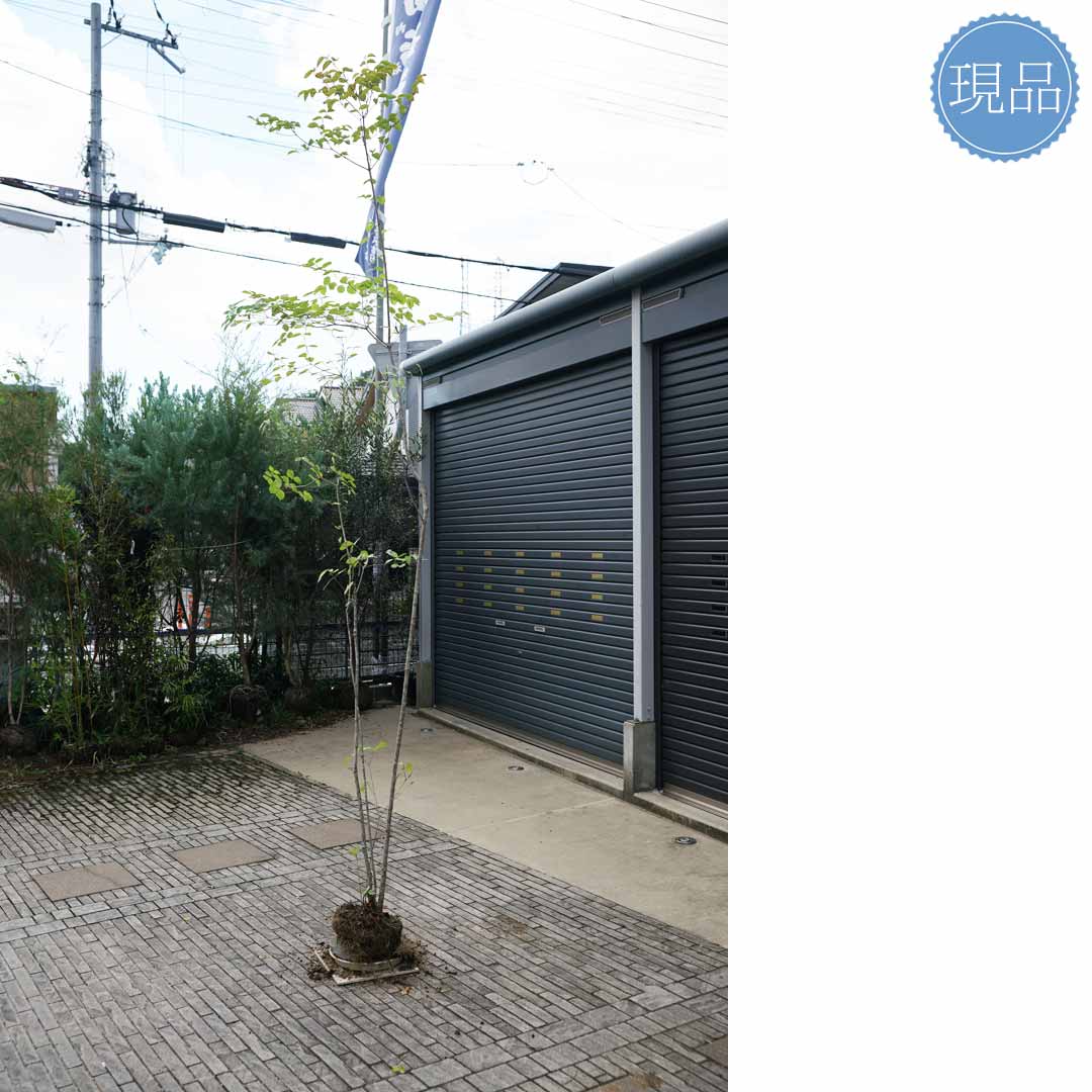 楽天市場】【現品】山採り【ヤマボウシ】山法師 株立ち 自然風樹形