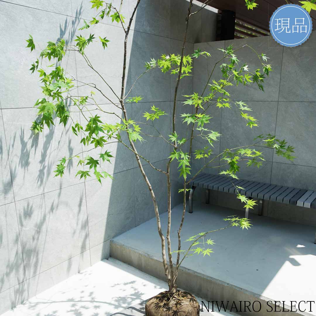 楽天市場】【現品】山採り【ヤマモミジ】紅葉 本株立ち 自然風樹形